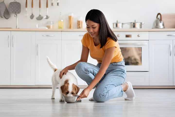 Feeding Essentials for Healthy Pets