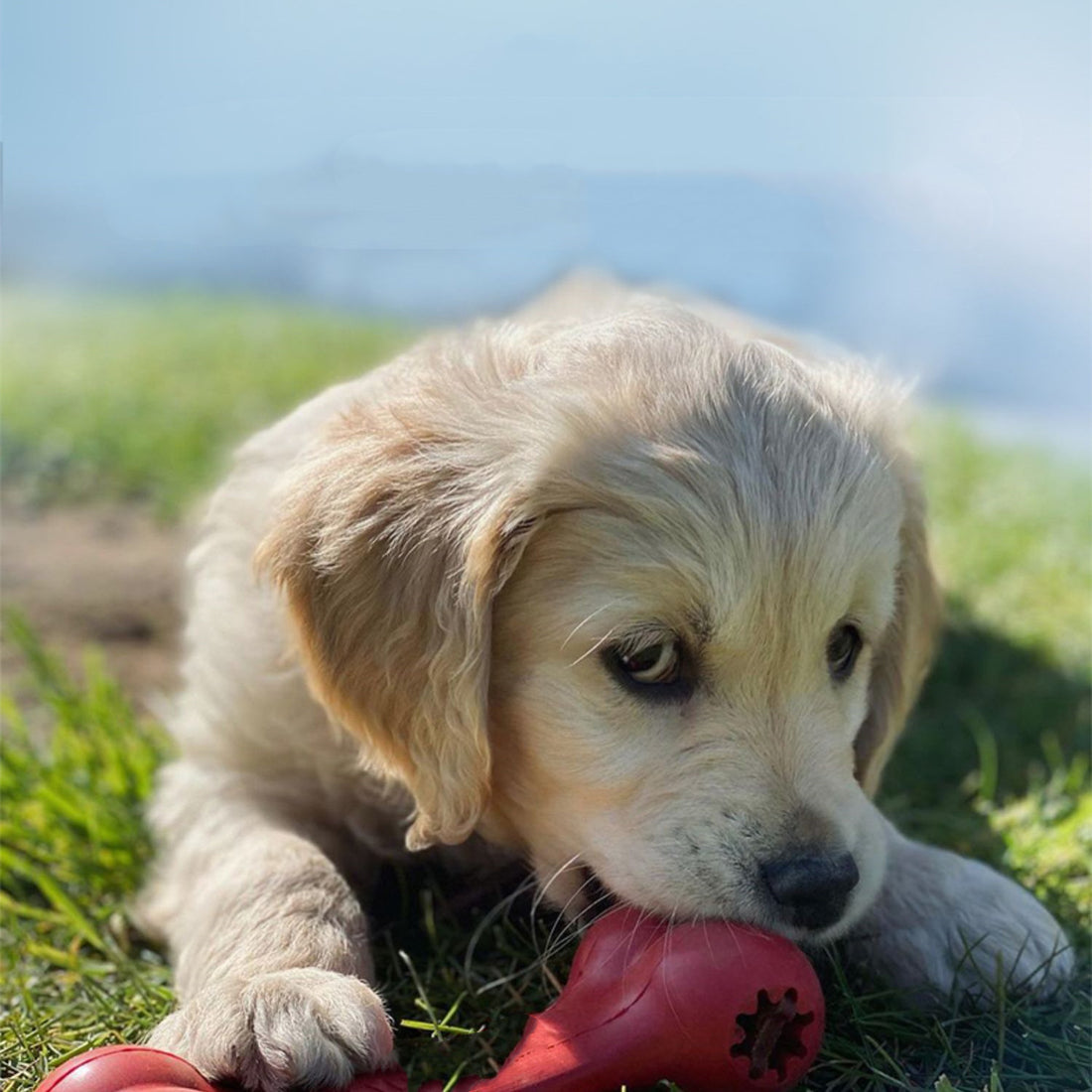 Durable Rubber Pet Chew And Teeth Grinding Toy