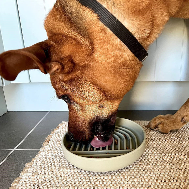 Pet Simple Fashion Slow Feeding Anti Choking Bowl