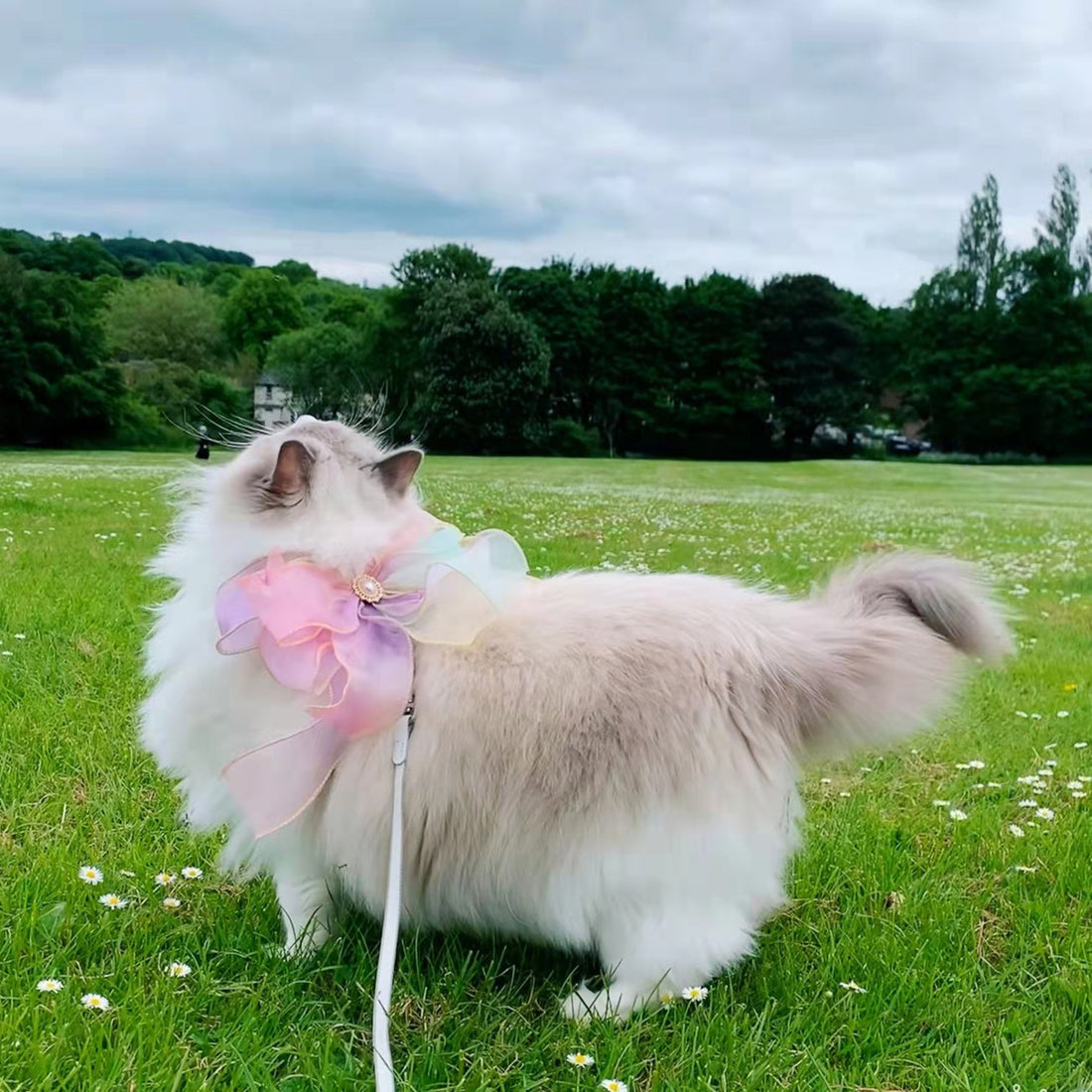 Pet Butterfly Style Retractable Anti Escape Leash