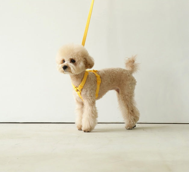 Pet Macaron Style Windproof Leash Harness